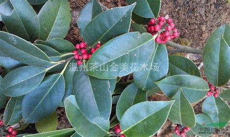 红果冬青|红果冬青 Ilex rubra